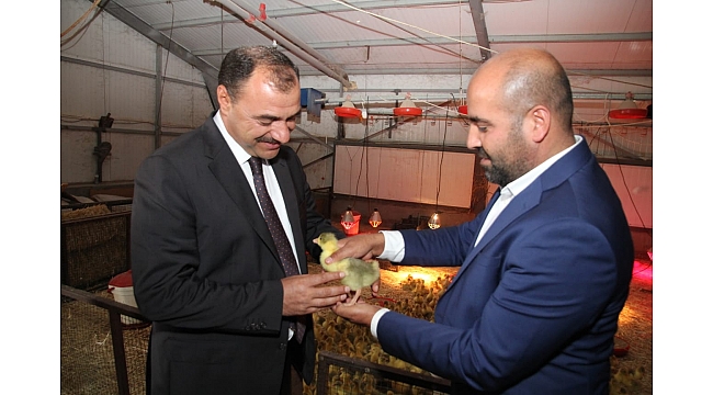 Vali Kaldırım Kovancılar'da Türkiye'nin En Büyük Kaz Çiftliğini Gezdi