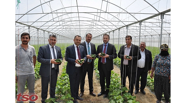 ELAZIĞ’ DA SEZONUN İLK SERA SALATALIK HASADI TOPLANDI.