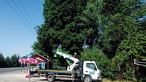 FIRAT EDAŞ’TAN AĞAÇ KESME VE BUDAMA UYARISI