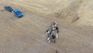Elazığ'da firar eden hayvanlar, 7 kilometre uzakta drone ile bulundu