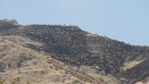 Elazığ'daki orman yangını söndürüldü