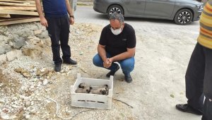 Gözleri açılmamış yavru köpekler, kasa ile ölüme terk edildi