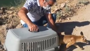 Tedavisi yapılan tilki doğaya salındı