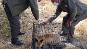 Bitkin halde bulunan tilki, tedavi edilip doğaya salındı