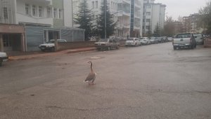 Boş sokakta kaz gezintiye çıktı