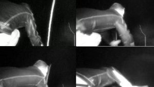 17 bin TL harcadı, ağaçlarını keseni fotokapanla yakaladı