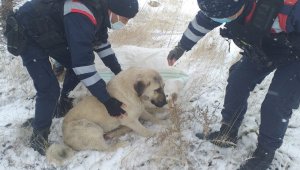 Aracın çarptığı köpeği, jandarma hayvan hastanesine ulaştırdı