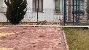 Elazığ'da tilki şehre indi, site bahçesinde gezdi