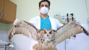 Elazığ'da vatandaşların bulduğu 'Kulaklı Orman Baykuşu' tedavi altına alındı