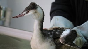 Kanadına saçma isabet eden 'Karabatak' kuşu tedavi altına alındı