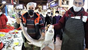 Elazığ'da balıkçının "Norveç'ten" getirttiği köpek balığı dikkat çekti