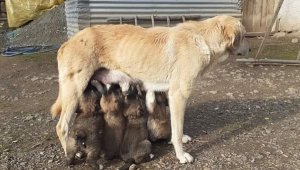 Yavru köpekler annelerine kavuştu