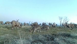 Popülasyonu artan dağ keçileri foto kapanla görüntülendi
