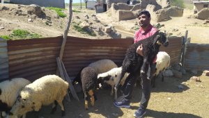 Öğretmen kayıp kuzu ve koçlara sahip çıktı, sahibini arıyor