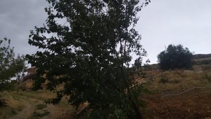 Elazığ'da fırtına ağaçları yerinden söktü