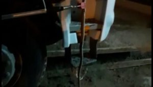 Elazığ'da kamyonun kabininden yılan çıktı
