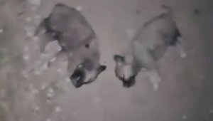 Keban'da 8 yavru köpeğin öldürülmesine adli ve idari soruşturma