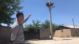 Sokağın simgesi "Beyaz Pamuk ve Leylek Baba" yavrularıyla görüntülendi