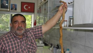Depremler yılanların da yaşam alanlarını bozdu, ekolojik dengesizlik popülasyonu arttırdı