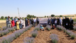 Elazığ'da lavanta hasadı gerçekleşti