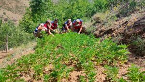 Elazığ'da uyuşturucu tarlasına operasyon, 6 bin kök kenevir ele geçirildi