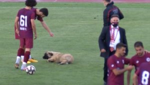 Sevimli köpek önce futbolcularla antrenman yaptı sonra sahadan çıkmadı