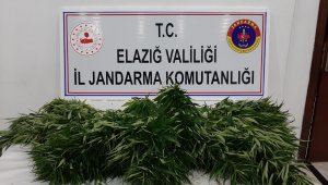 Elazığ'da 73 kök kenevir ele geçirildi