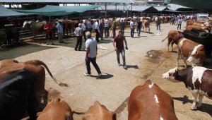 Elazığ'da kurbanlık satışları devam ediyor