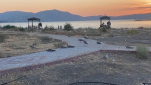 Elazığ'ın incisinde korkutan martı ölümleri