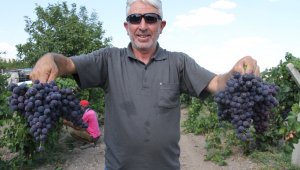 Elazığ'ın üzüm köyünde erkenci üzüm hasadı