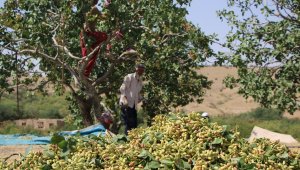 Bölgede yetişmez denileni üretti, 26 yıl önce hobi olarak diktiği fıstıklar ABD yolunda