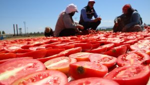 Dünya sofralarına lezzet katacak kurutmalık domatesin hasadı başladı