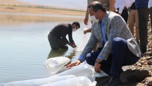 Elazığ'da 100 bin bin yavru sazan balığı gölete bırakıldı
