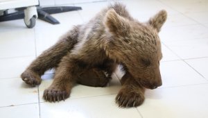 Yaralı yavru ayı tedavi altına alındı