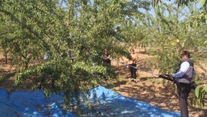 Elazığ'da 'organik badem hasat etkinliği' düzenlendi