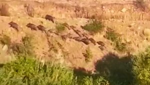 Elazığ'da domuz sürüsünün kaçış anı görüntülendi