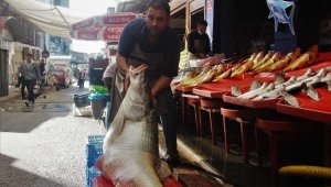 Elazığ'da sezonun ilk dev balığı yakalandı