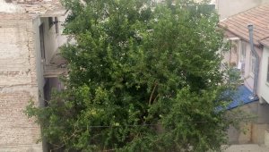 Elazığ'da şiddetli rüzgar etkili oldu, ağaçların dalları kırıldı