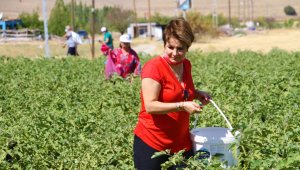 Marketlerdeki fahiş fiyata kızdı, tarlasını vatandaşlara açtı