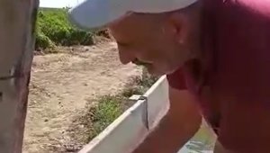 Acı biber yiyip kalbi duran şahini, çiftçinin masajı kurtardı