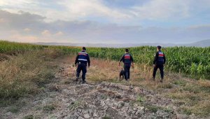 Elazığ'da jandarmadan suların çekildiği alanlarda yasa dışı kenevir ekimine karşı önlem