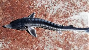 Keban Baraj Gölü'nden çıkan balık şaşkınlığa neden oldu