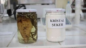 Şeker pancarının tarladan sofralara uzanan tatlı yolculuğu