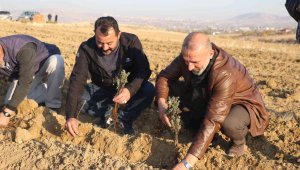 Elazığ'da 24 bin adet lavanta toprakla buluştu