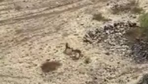 Elazığ'da yaban keçileri tarihi Harput Kalesine indi