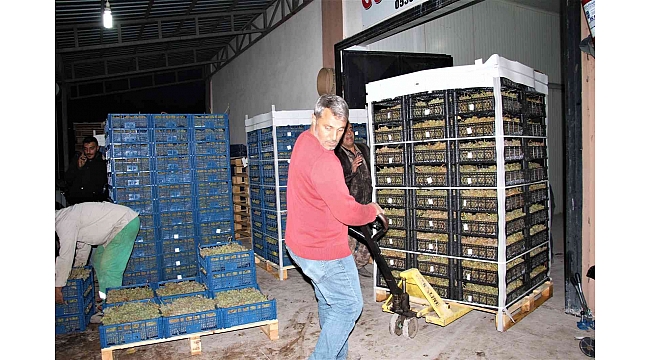 Elazığ'dan 8 ülkeye 3 bin ton üzüm ihracatı