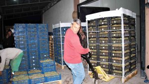 Elazığ'dan 8 ülkeye 3 bin ton üzüm ihracatı