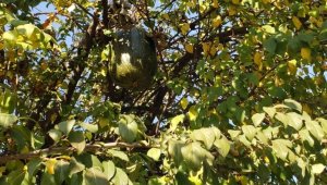 Görenler gözlerine inanamadı, 10 kiloluk kabak ağaçta yetişti