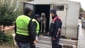Aracın arkasına bağlanıp eziyet edilen köpek bakıma alındı