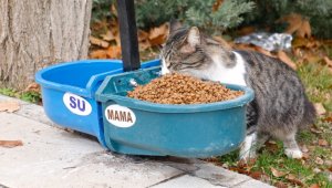 Elazığ Belediyesi sokak hayvanları için üniversite kampüsüne beslenme otomatı bıraktı